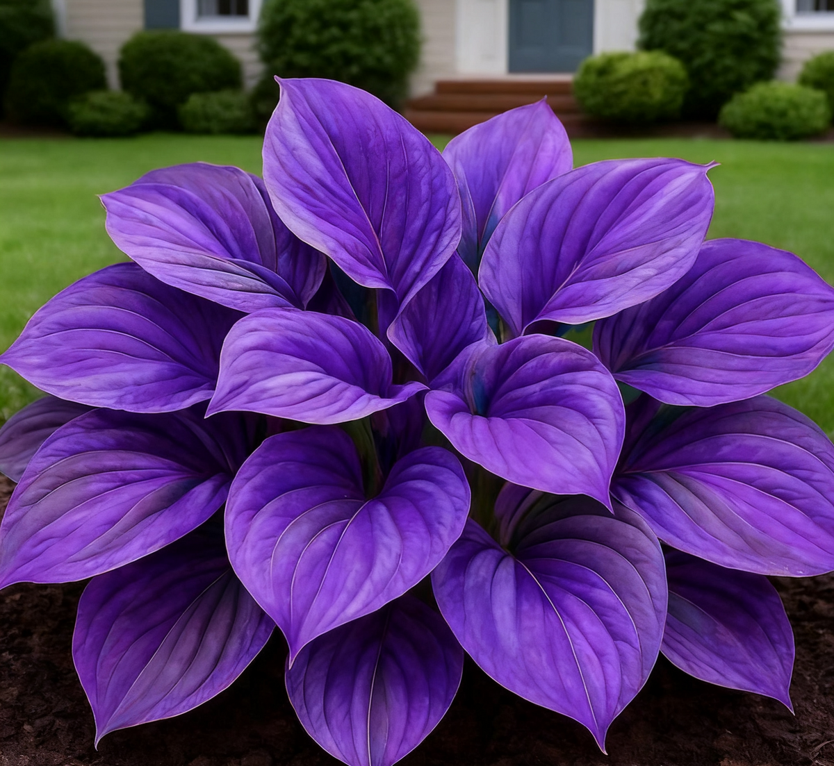 BlueFlame – Colorful Hosta Seed Collection