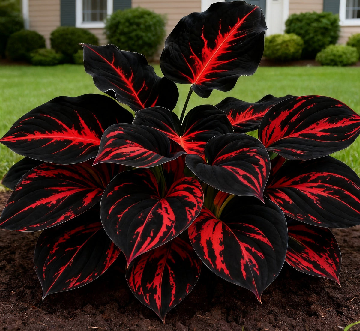 BlueFlame – Colorful Hosta Seed Collection